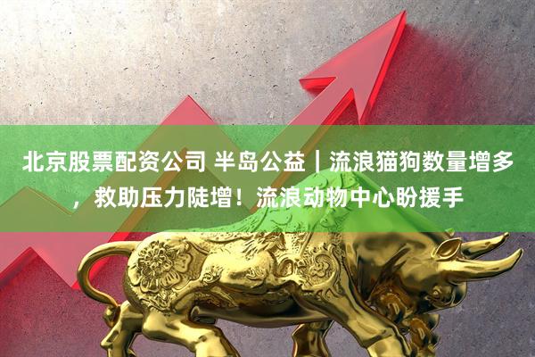 北京股票配资公司 半岛公益|流浪猫狗数量增多,救助压力陡增!流浪动物中心盼援手